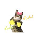 愛しの我が子達（犬猫）（個別スタンプ：14）
