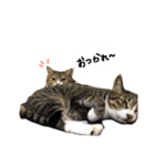 愛しの我が子達（犬猫）（個別スタンプ：15）