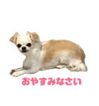 クッキー＆コロン2（個別スタンプ：21）