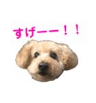 ランディです（個別スタンプ：9）