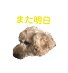 ランディです（個別スタンプ：10）