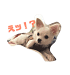 あたしの小豆(あずき)（個別スタンプ：2）