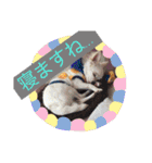 あたしの小豆(あずき)（個別スタンプ：3）