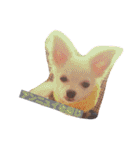 あたしの小豆(あずき)（個別スタンプ：5）