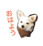 あたしの小豆(あずき)（個別スタンプ：8）