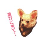 あたしの小豆(あずき)（個別スタンプ：10）