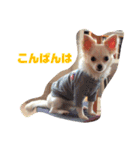 あたしの小豆(あずき)（個別スタンプ：20）