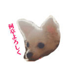 あたしの小豆(あずき)（個別スタンプ：21）