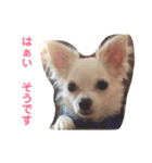 あたしの小豆(あずき)（個別スタンプ：24）