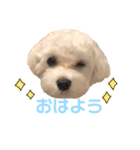 マルチーズだいすき（個別スタンプ：1）