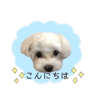 マルチーズだいすき（個別スタンプ：2）