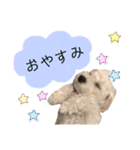 マルチーズだいすき（個別スタンプ：3）