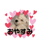マルチーズだいすき（個別スタンプ：4）
