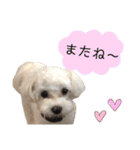 マルチーズだいすき（個別スタンプ：5）