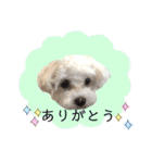 マルチーズだいすき（個別スタンプ：6）