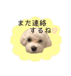 マルチーズだいすき（個別スタンプ：8）