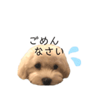 マルチーズだいすき（個別スタンプ：9）