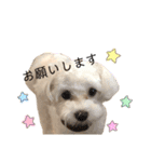 マルチーズだいすき（個別スタンプ：10）