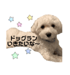 マルチーズだいすき（個別スタンプ：14）