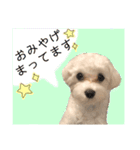 マルチーズだいすき（個別スタンプ：18）