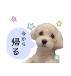 マルチーズだいすき（個別スタンプ：19）