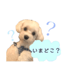 マルチーズだいすき（個別スタンプ：21）
