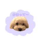 マルチーズだいすき（個別スタンプ：22）