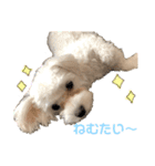 マルチーズだいすき（個別スタンプ：24）