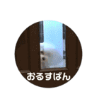 マルチーズだいすき（個別スタンプ：26）