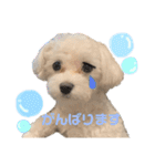 マルチーズだいすき（個別スタンプ：28）
