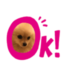 ポメラニアン もものきもち（個別スタンプ：4）