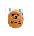 ポメラニアン もものきもち（個別スタンプ：8）