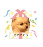 ポメラニアン もものきもち（個別スタンプ：11）