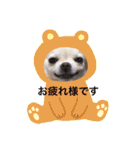 チワワの花 日常使い（個別スタンプ：3）