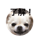 チワワの花 日常使い（個別スタンプ：5）