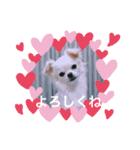 チワワの花 日常使い（個別スタンプ：9）