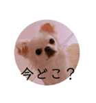 チワワの花 日常使い（個別スタンプ：19）
