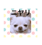 チワワの花 日常使い（個別スタンプ：20）