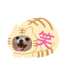 チワワの花 日常使い（個別スタンプ：22）