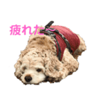 アメコカ「うめ吉くん！ハイ！」（個別スタンプ：3）