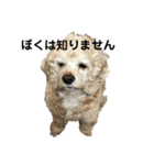 アメコカ「うめ吉くん！ハイ！」（個別スタンプ：11）