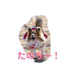 パピーひな（個別スタンプ：2）