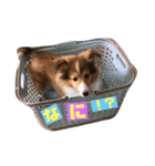 パピーひな（個別スタンプ：10）