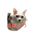 coconutスタンプ（個別スタンプ：1）