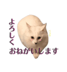 coconutスタンプ（個別スタンプ：5）