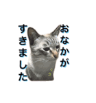 coconutスタンプ（個別スタンプ：17）