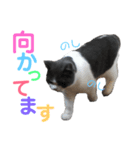 猫さんたち2（個別スタンプ：1）