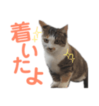 猫さんたち2（個別スタンプ：2）