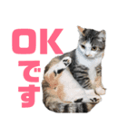 猫さんたち2（個別スタンプ：3）