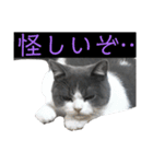 猫さんたち2（個別スタンプ：5）